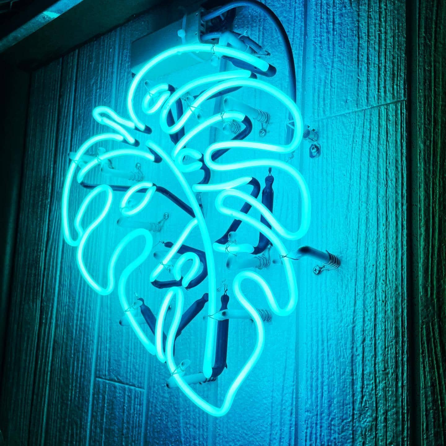 The Leaf