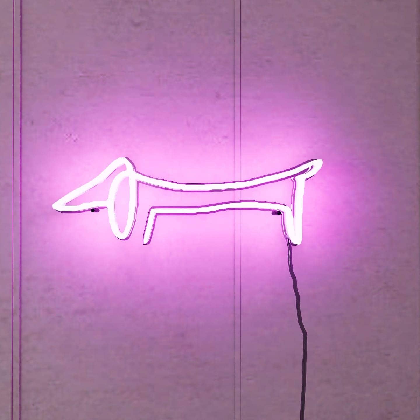 picasso-sketch-of-dachshund-hanging-on-wall-display-illuminated-at-night-pink